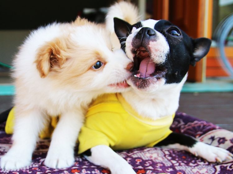 All Fur Puppy Love: 4 Dog Cafes to Cheer Up Your Day