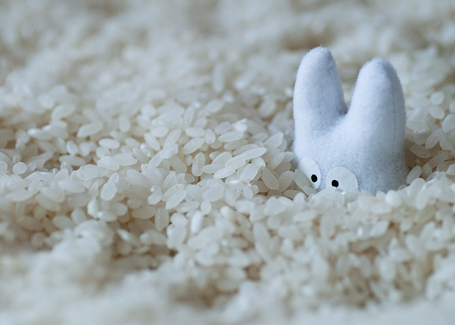 rice with little bunny