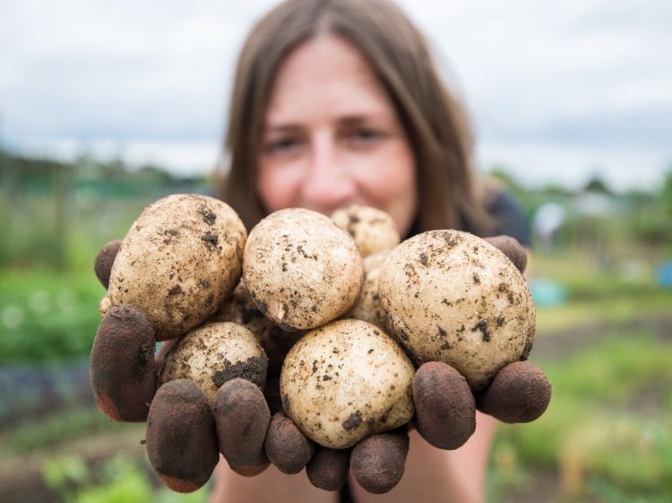 Potatoes: The World's Delight of a Lowly Tuber