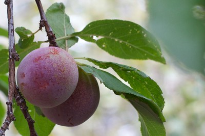 plum branch