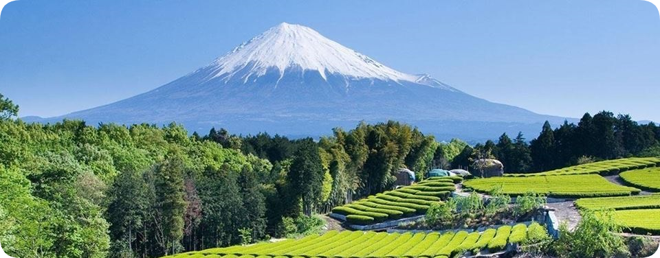 Hojicha: Japan's Premium Roasted Green Tea