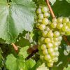 Chardonnay: Wine's Versatile White Grape