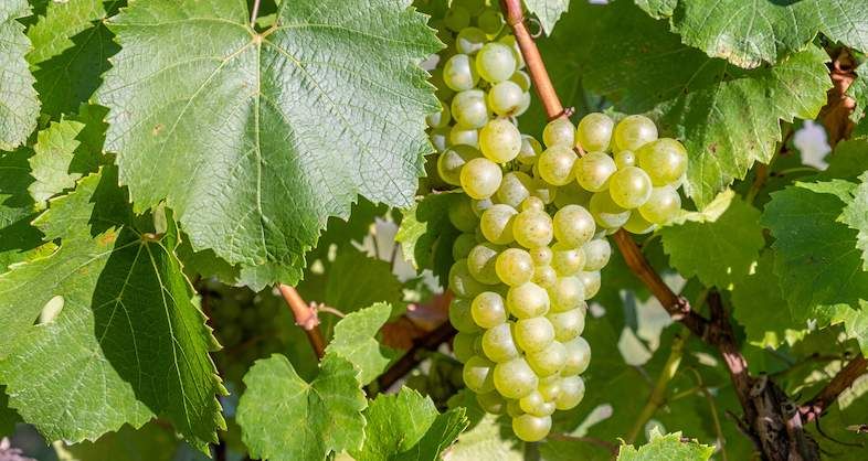 Chardonnay: Wine's Versatile White Grape