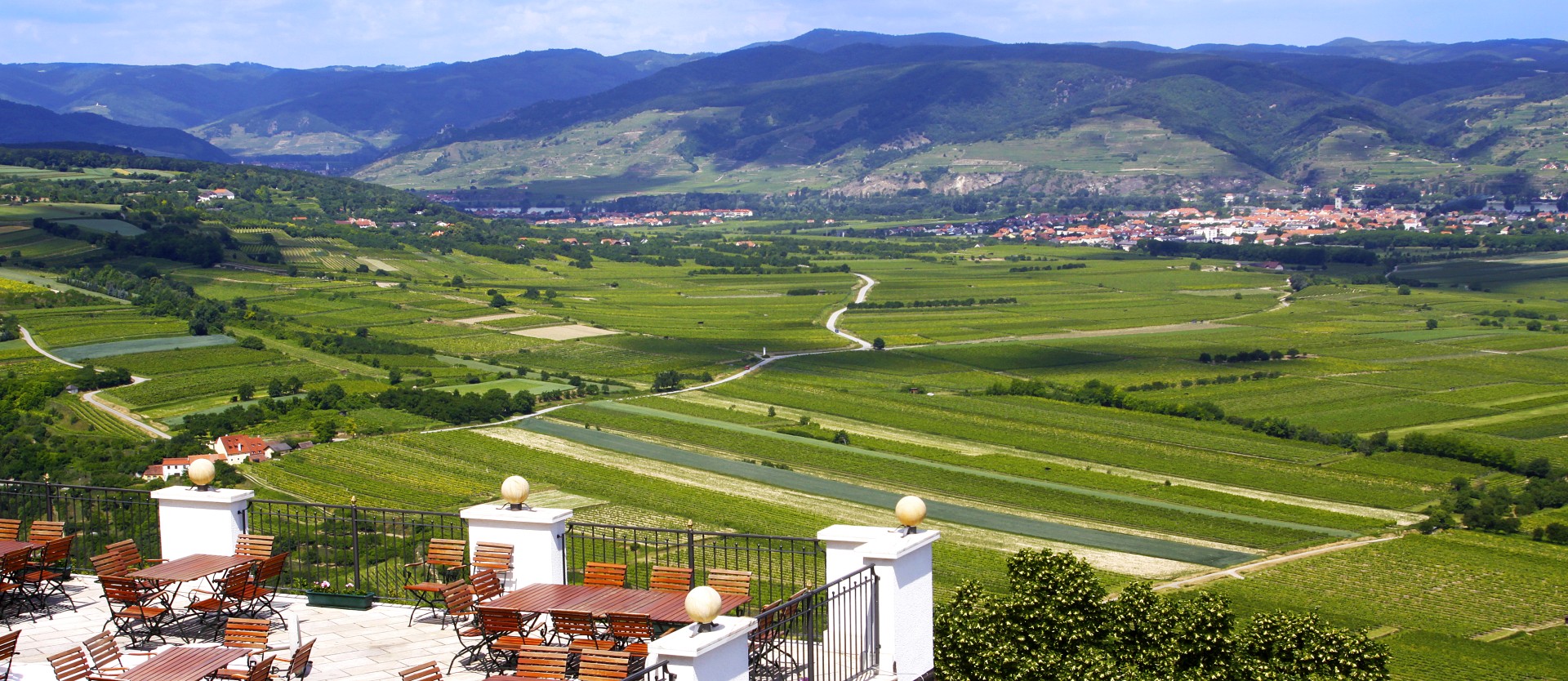 Grüner Veltliner: Austria’s Iconic White Wine