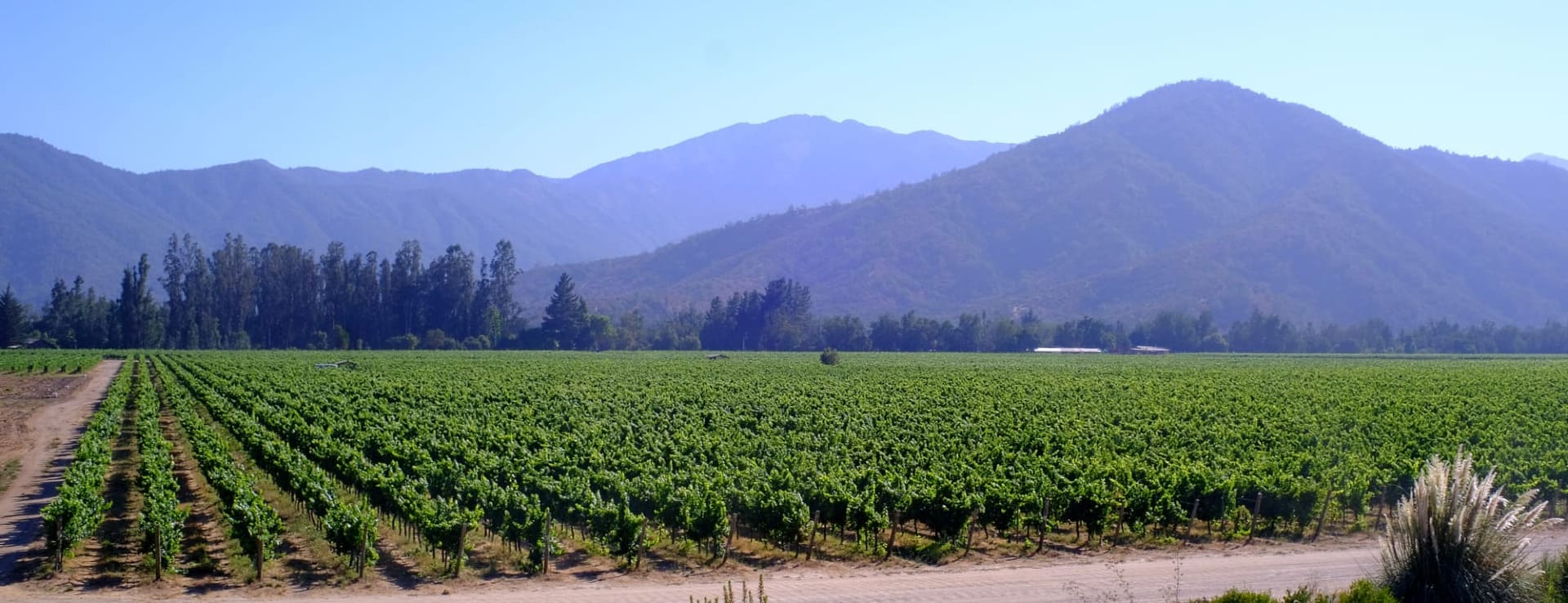Red Hot Chile Wines Deliver Top Value for Money
