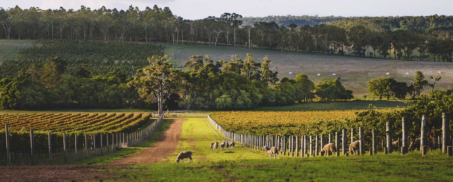 The Premium Reds of Australia's Margaret River